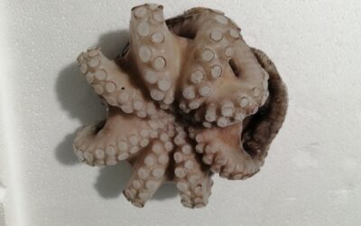Pulpo en bloque/flor