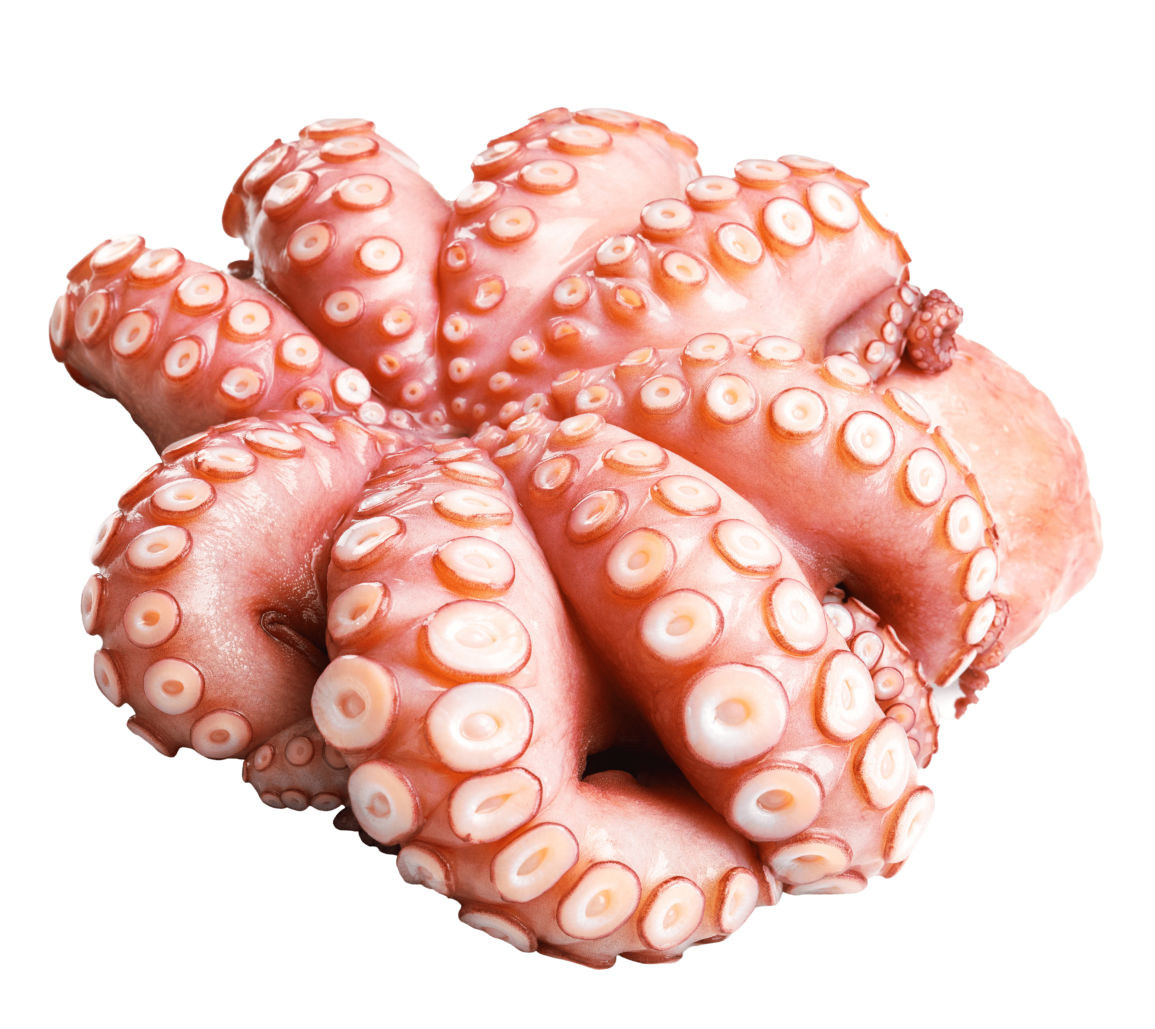 pulpo flor-min